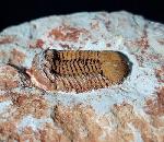 Ductina vietnamica (MAKSIMOVA 1965) - Bild © FossNet FossilienStore